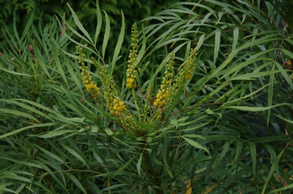 Plantenfiche-Mahonia-eurybracteata-Soft-Caress-