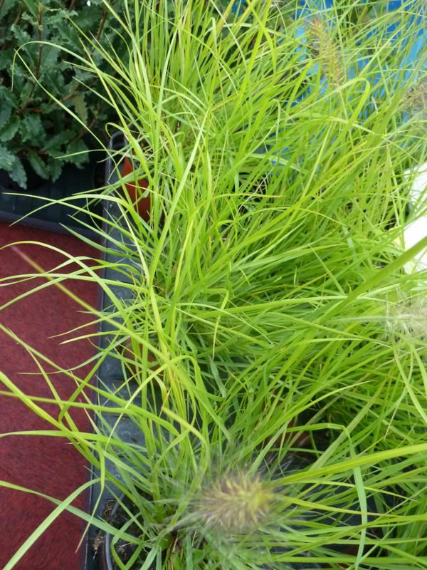 Plantenfiche-Pennisetum-alopecuroides-Hameln-Gold-