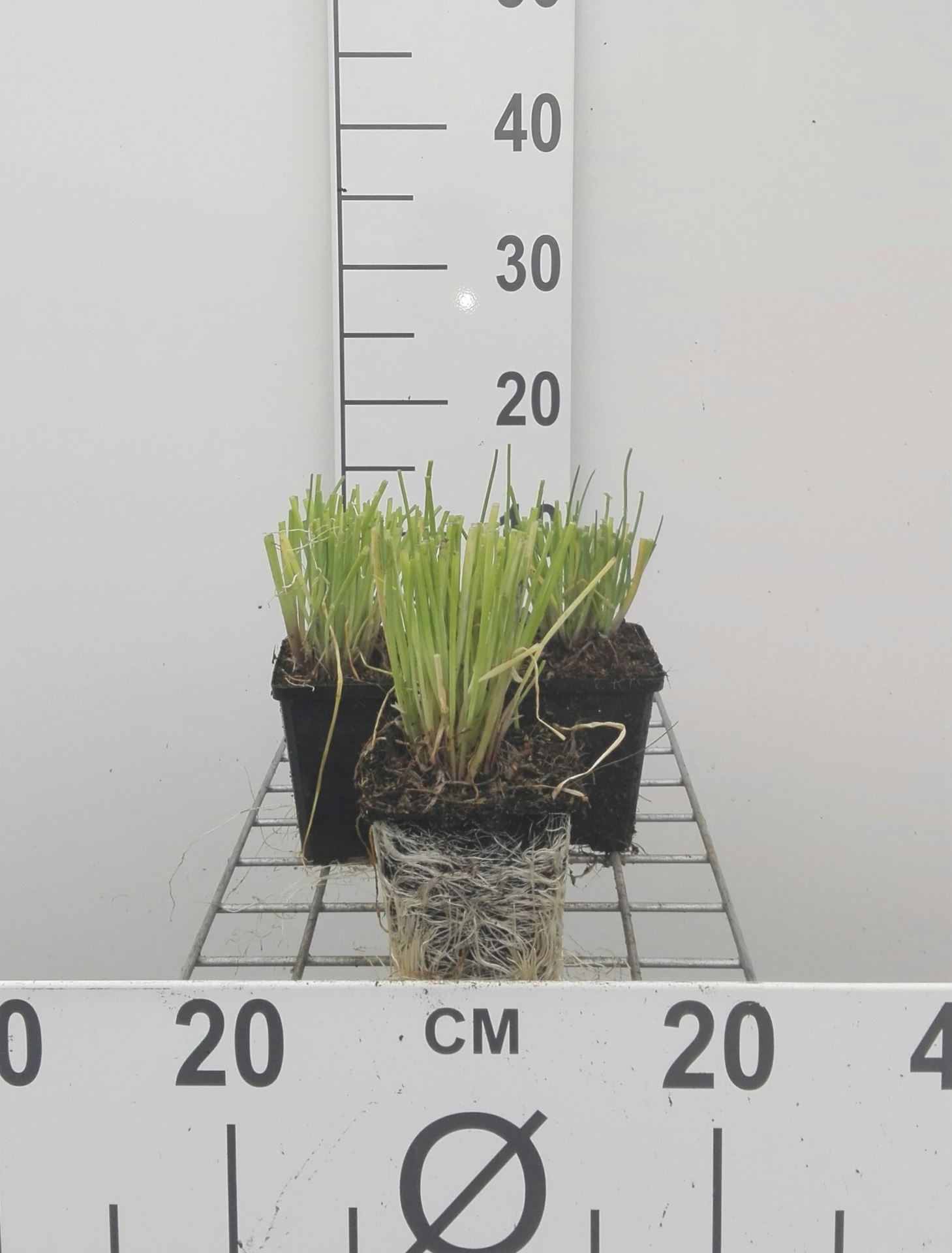 Chives - pot 9x9 cm (Allium schoenoprasum)