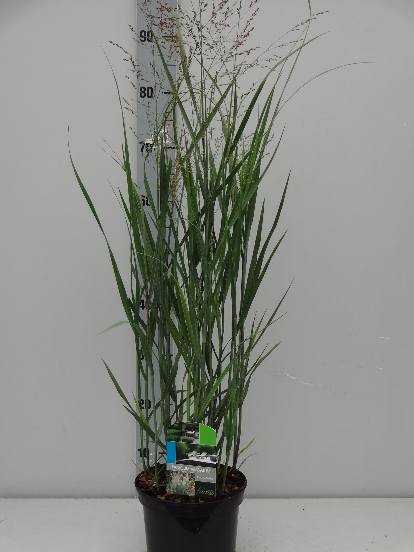 Panicum virgatum 'Heavy Metal' - pot 3L