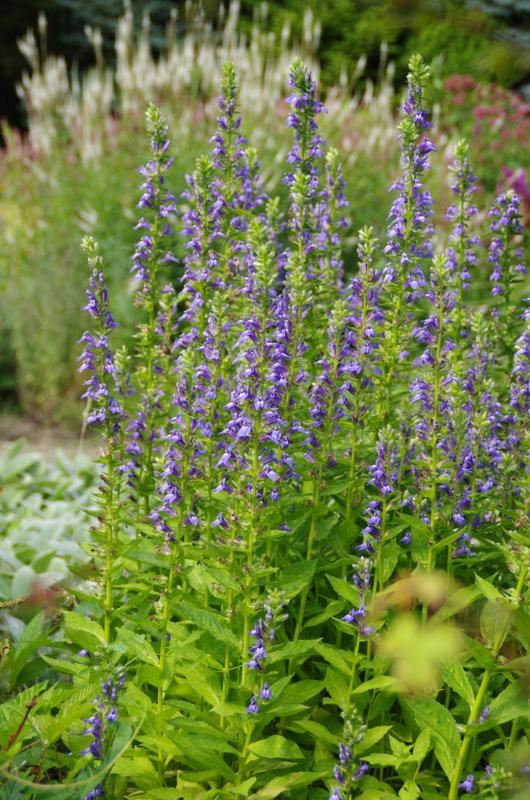 Plantenfiche-Lobelia-siphilitica