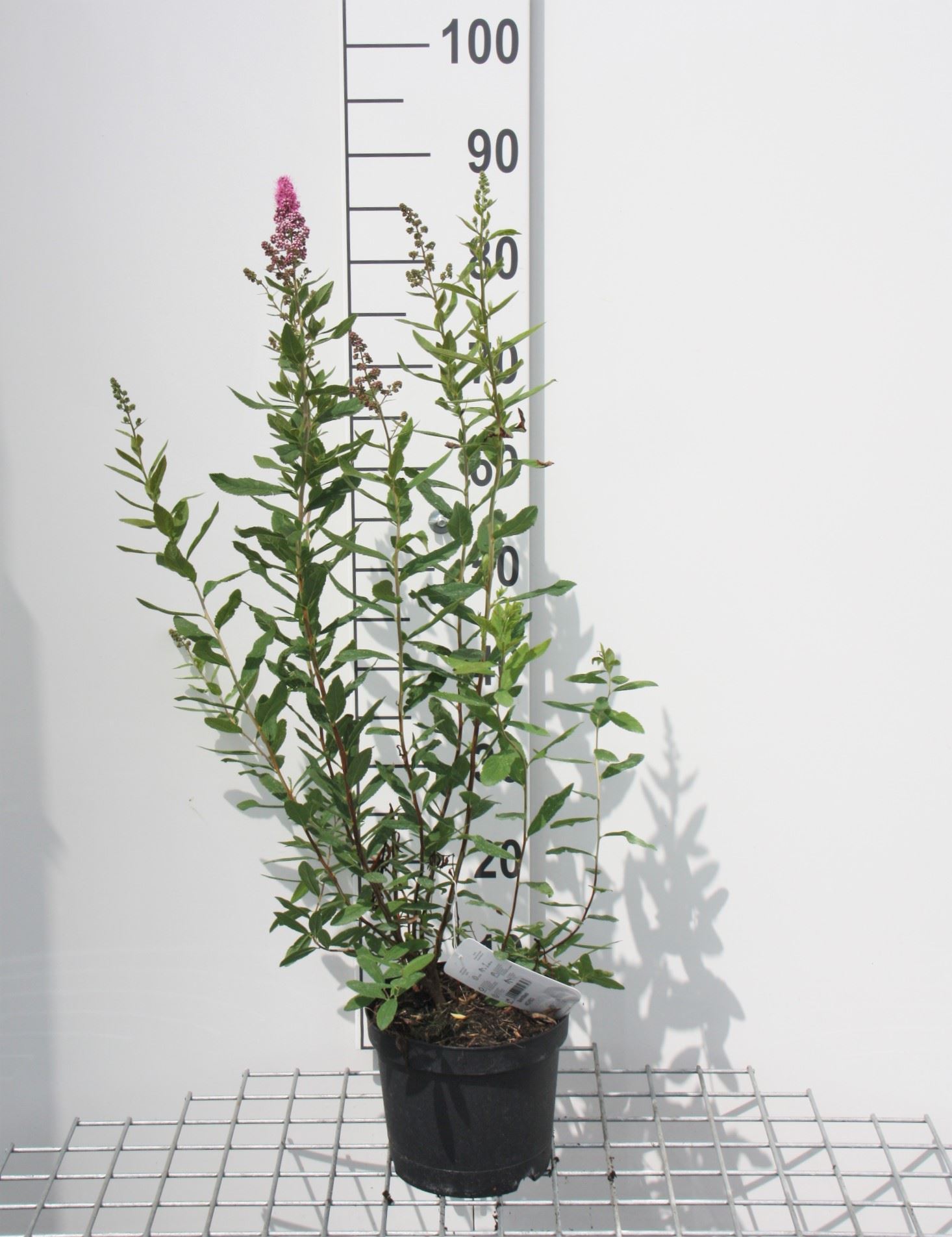 Spiraea x billardii - pot 3L - 40-60 cm
