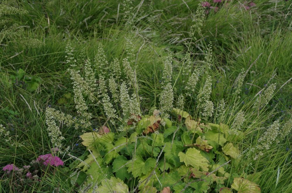 Plantenfiche-Heuchera-villosa