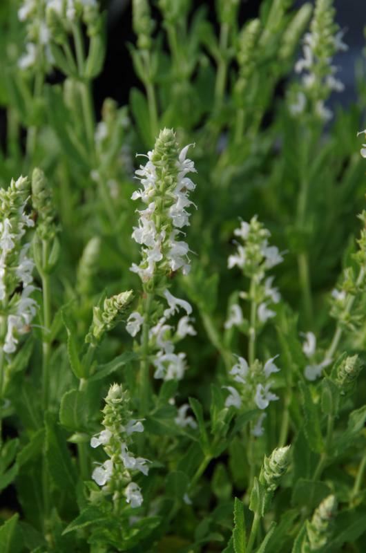 Plantenfiche-Salvia-nemorosa-Schneehugel-