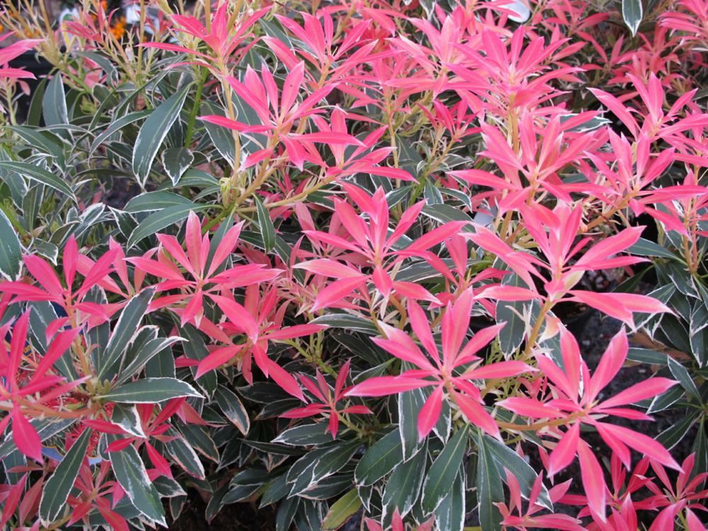 Plantenfiche-Pieris-Flaming-Silver-