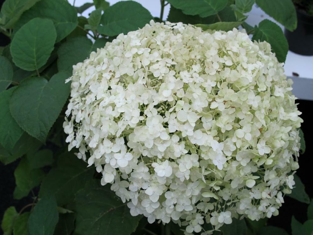 Plantenfiche-Hydrangea-arborescens-Strong-Annabelle-Abetwo-Incrediball-