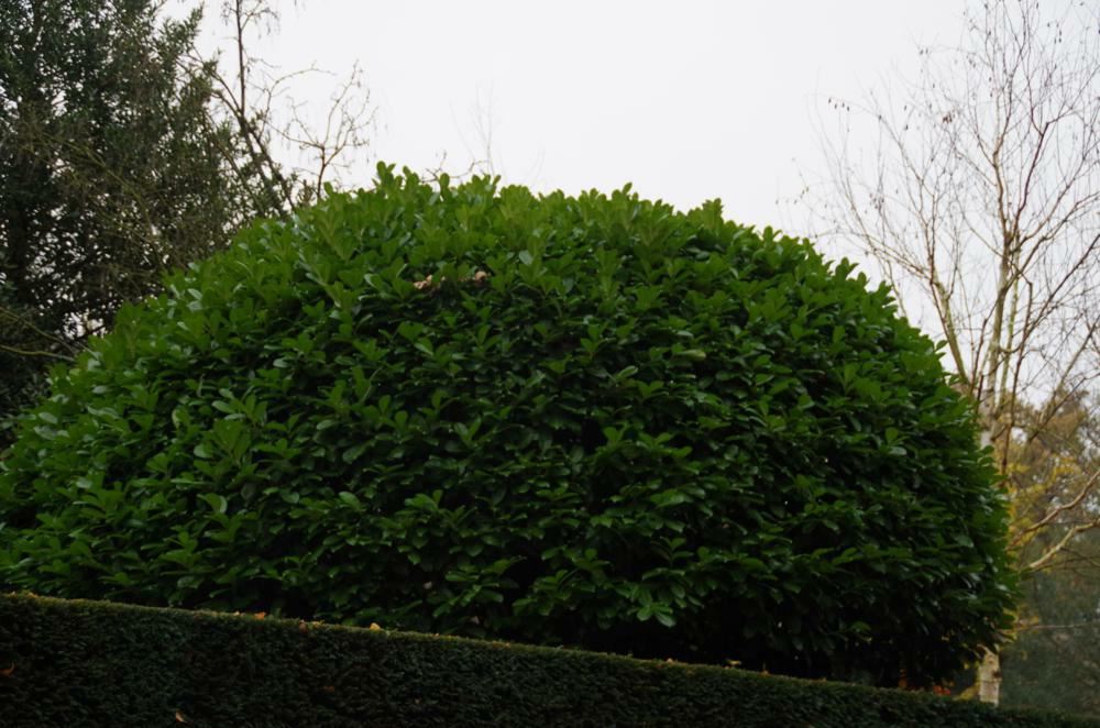 Plantenfiche-Prunus-laurocerasus-Rotundifolia-