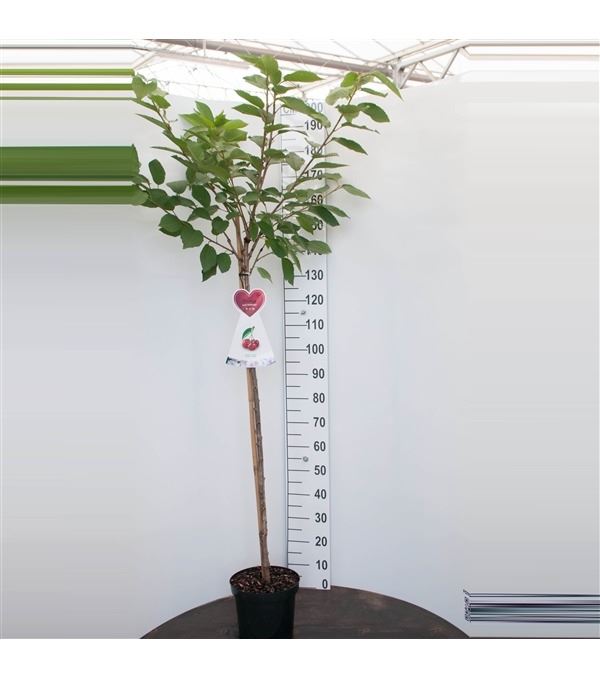 Prunus avium 'Bigarreau Napoléon' (Napoleon) - pot - semi-stem tree
