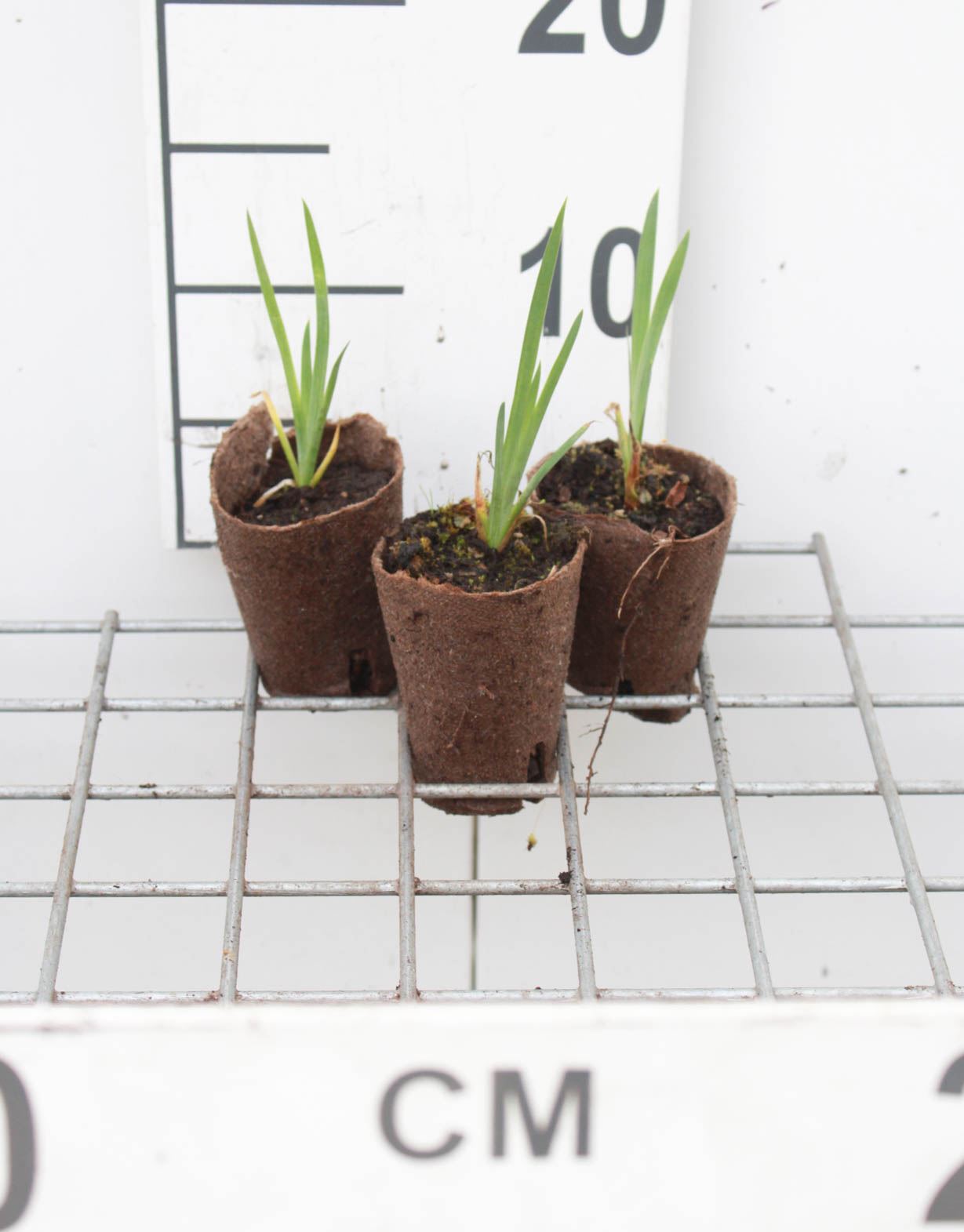 Iris pseudacorus - Biopot ø7 cm
