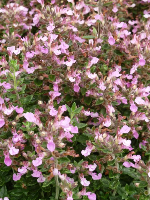 Plantenfiche-Teucrium-x-lucidrys