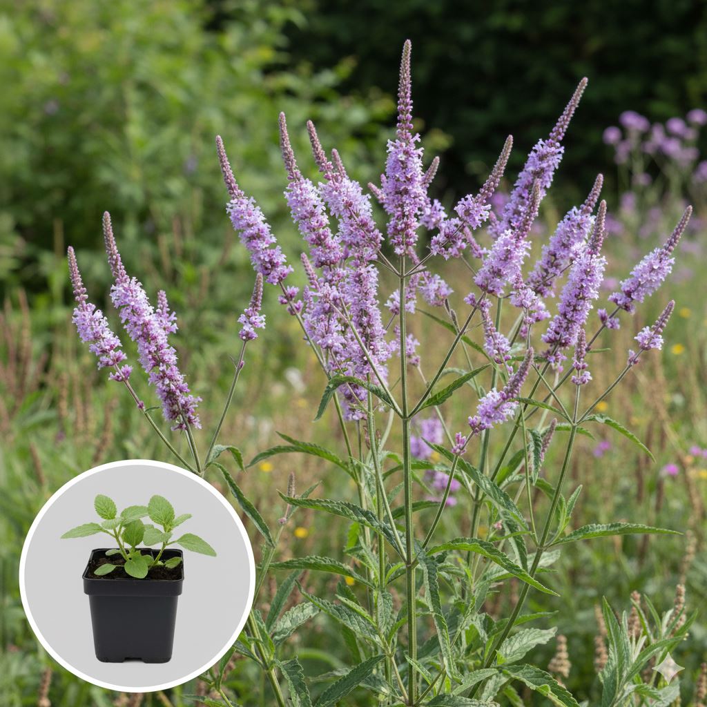 Verbena-officinalis-pot-9x9-cm-Ijzerhard-Ijzerkruid-Verbena-