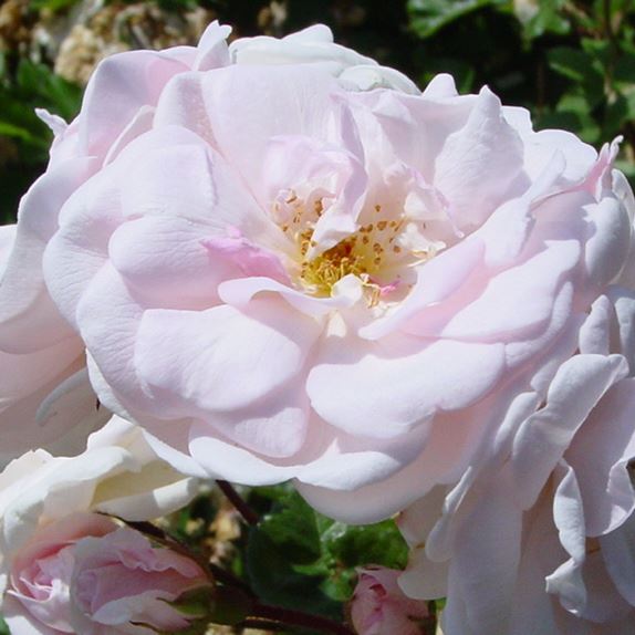 Rosa 'Marie Pavié' - pot