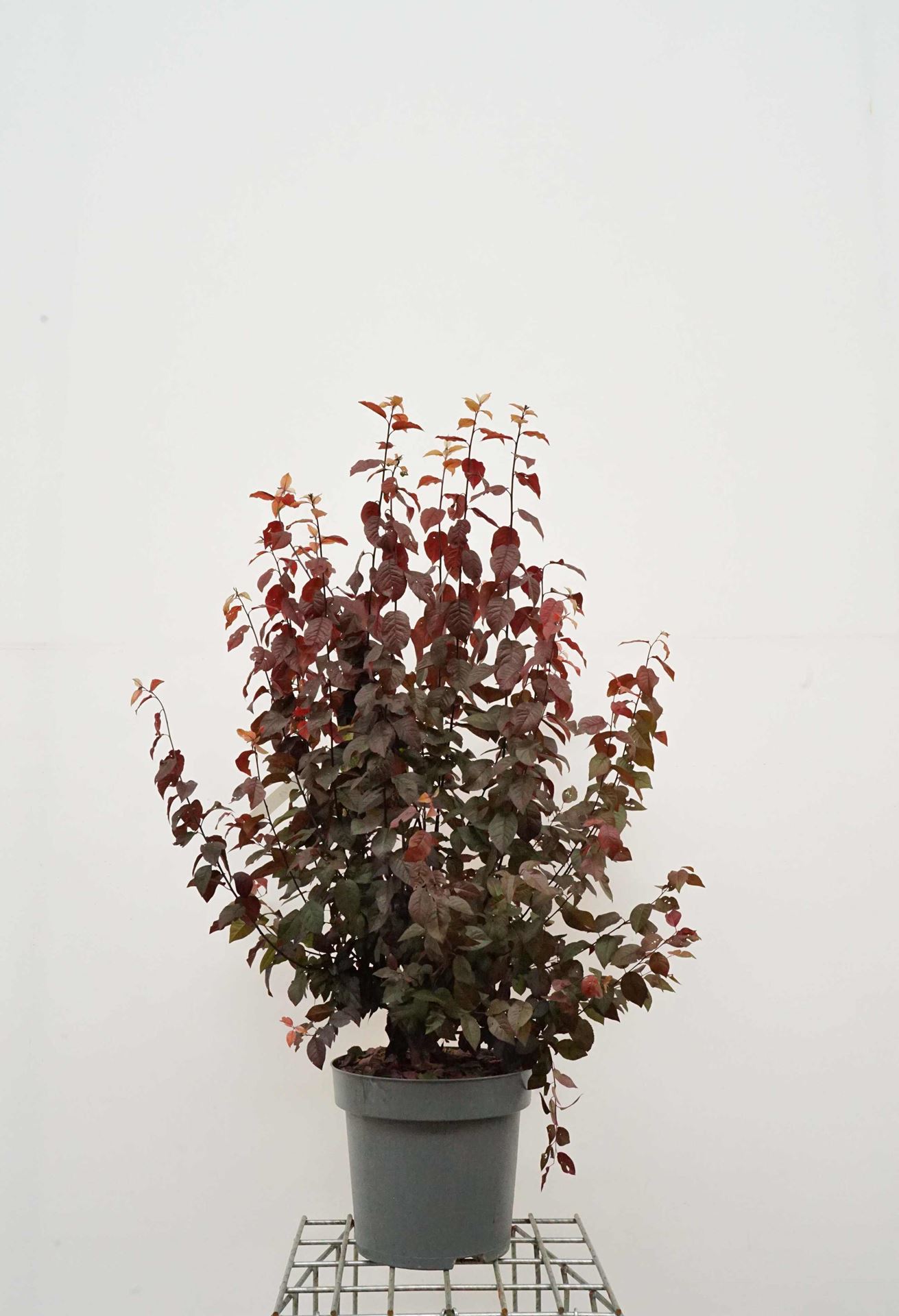 Prunus cerasifera 'Nigra' - pot 12L - 150-175 cm