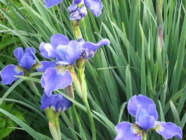 Plantenfiche-Iris-sibirica-Silver-Edge-