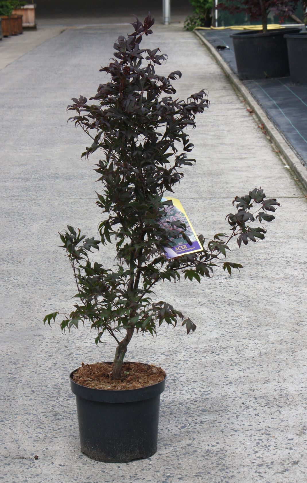 Acer palmatum 'Bloodgood' - pot 10L - 70-80 cm