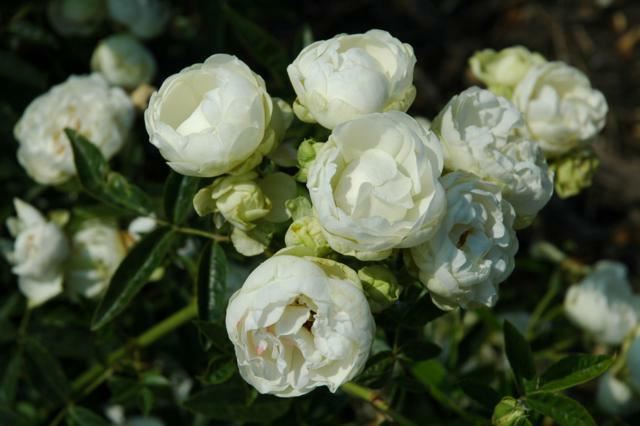 Plantenfiche-Rosa-Snovit-