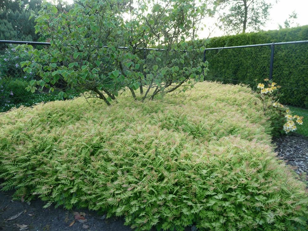 Plantenfiche-Sorbaria-sorbifolia-Sem-