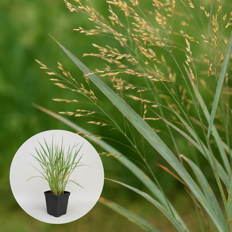 Panicum-virgatum-Heavy-Metal-pot-9x9-cm