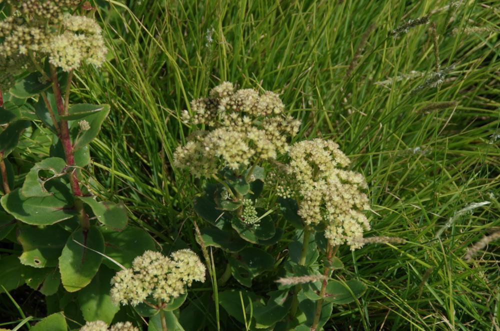 Plantenfiche-Sedum-Sunkissed-