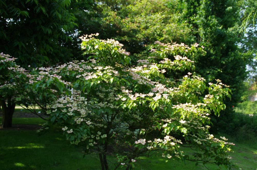 Plantenfiche-Cornus-kousa-Satomi-