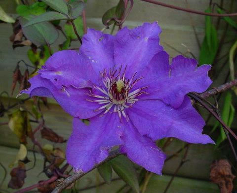 Plantenfiche-Clematis-The-President-