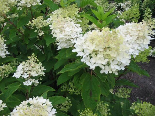 Plantenfiche-Hydrangea-paniculata-Phantom-