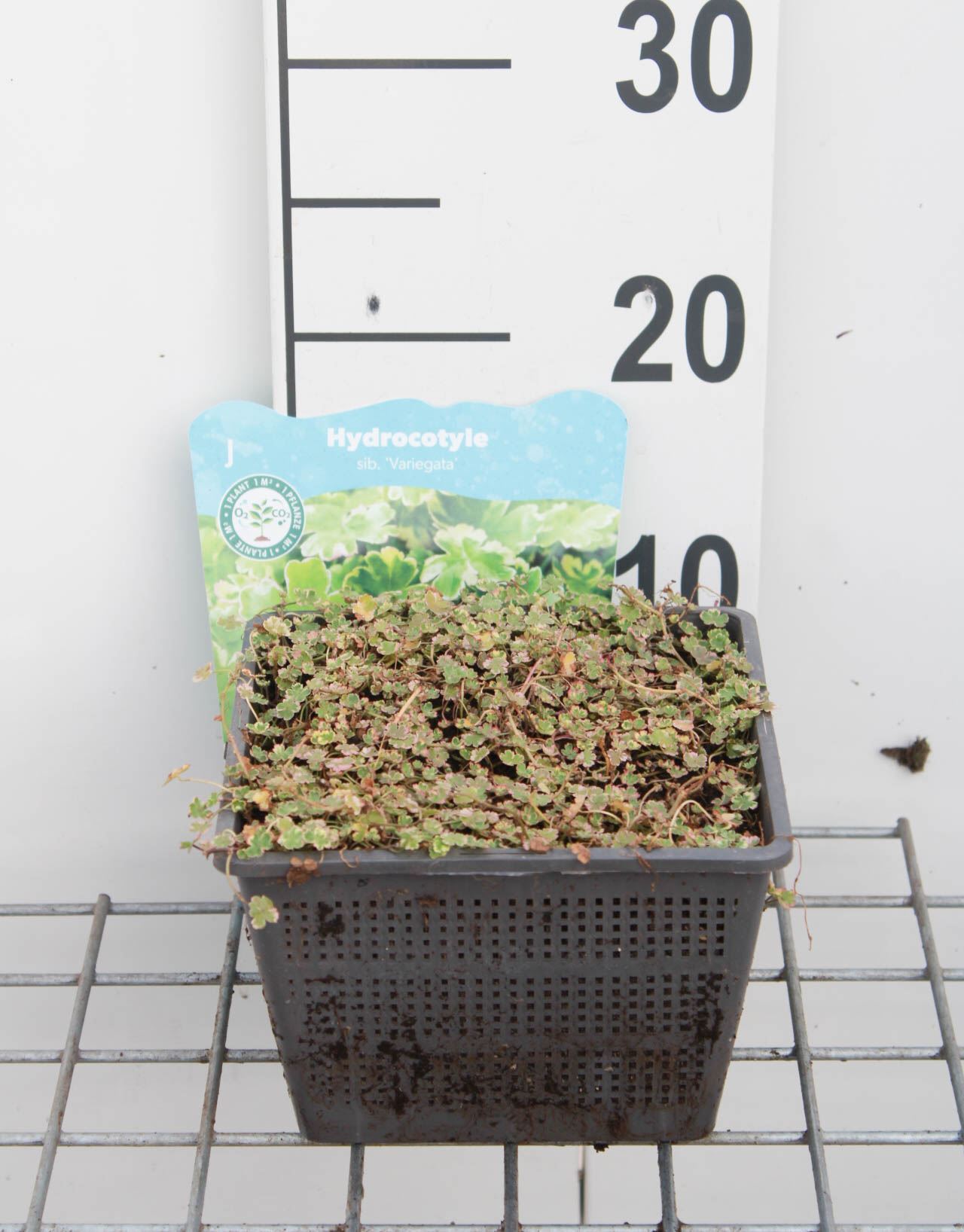 Hydrocotyle novae-zelandia 'Variegata' - panier à eau ø18 cm