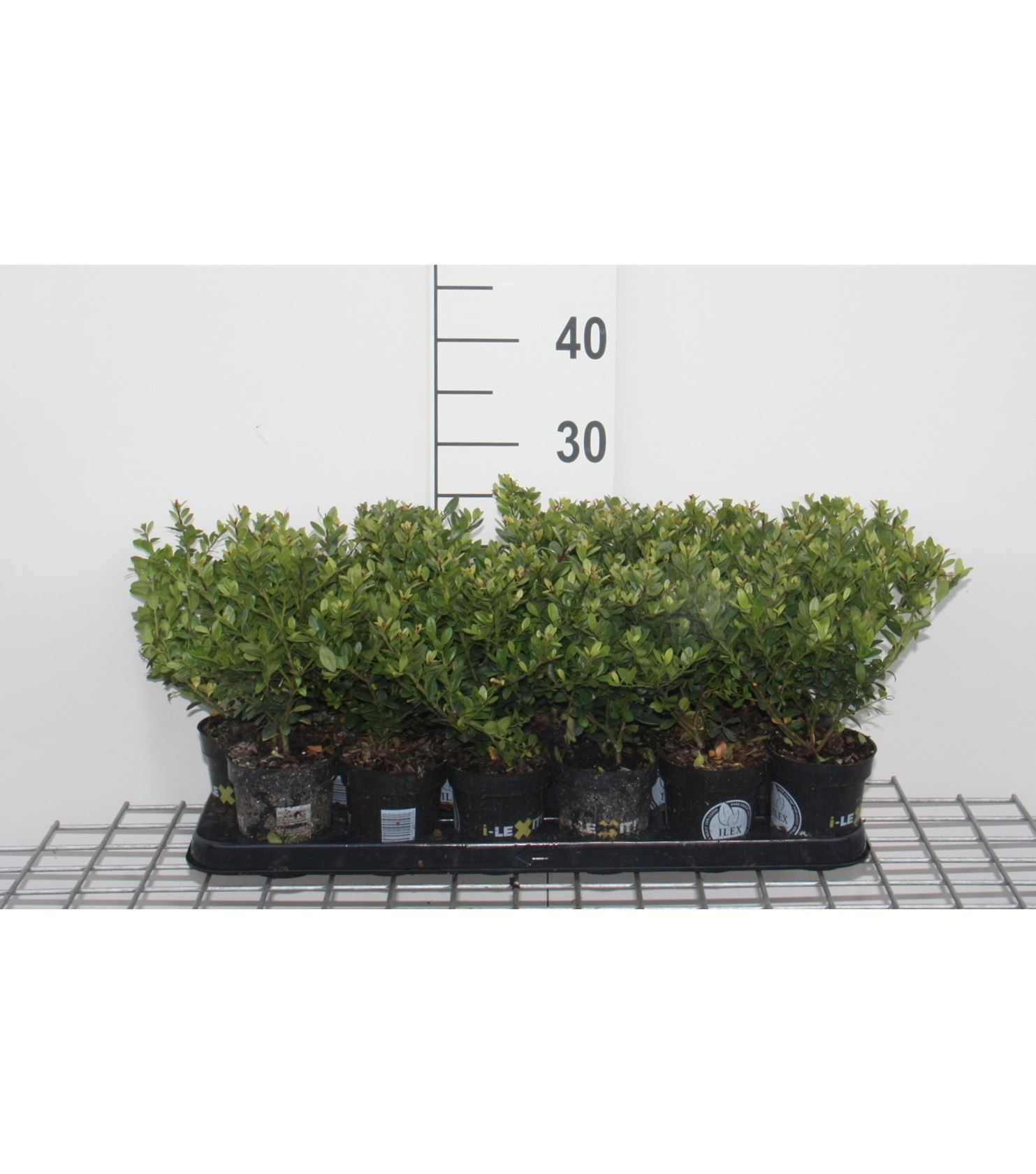 Ilex crenata 'Icoprins11' (Dark Green) - pot 9x9 cm - 12-15 cm - bush