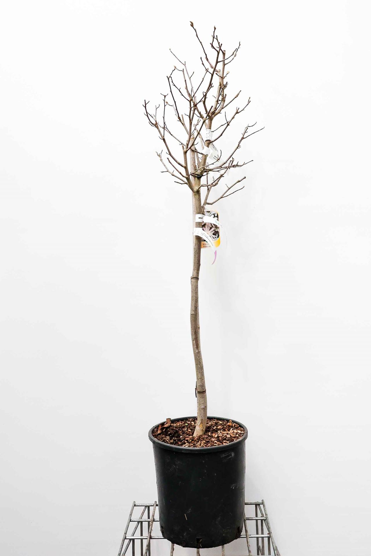 Magnolia stellata - pot 18L - arbre semi-tige