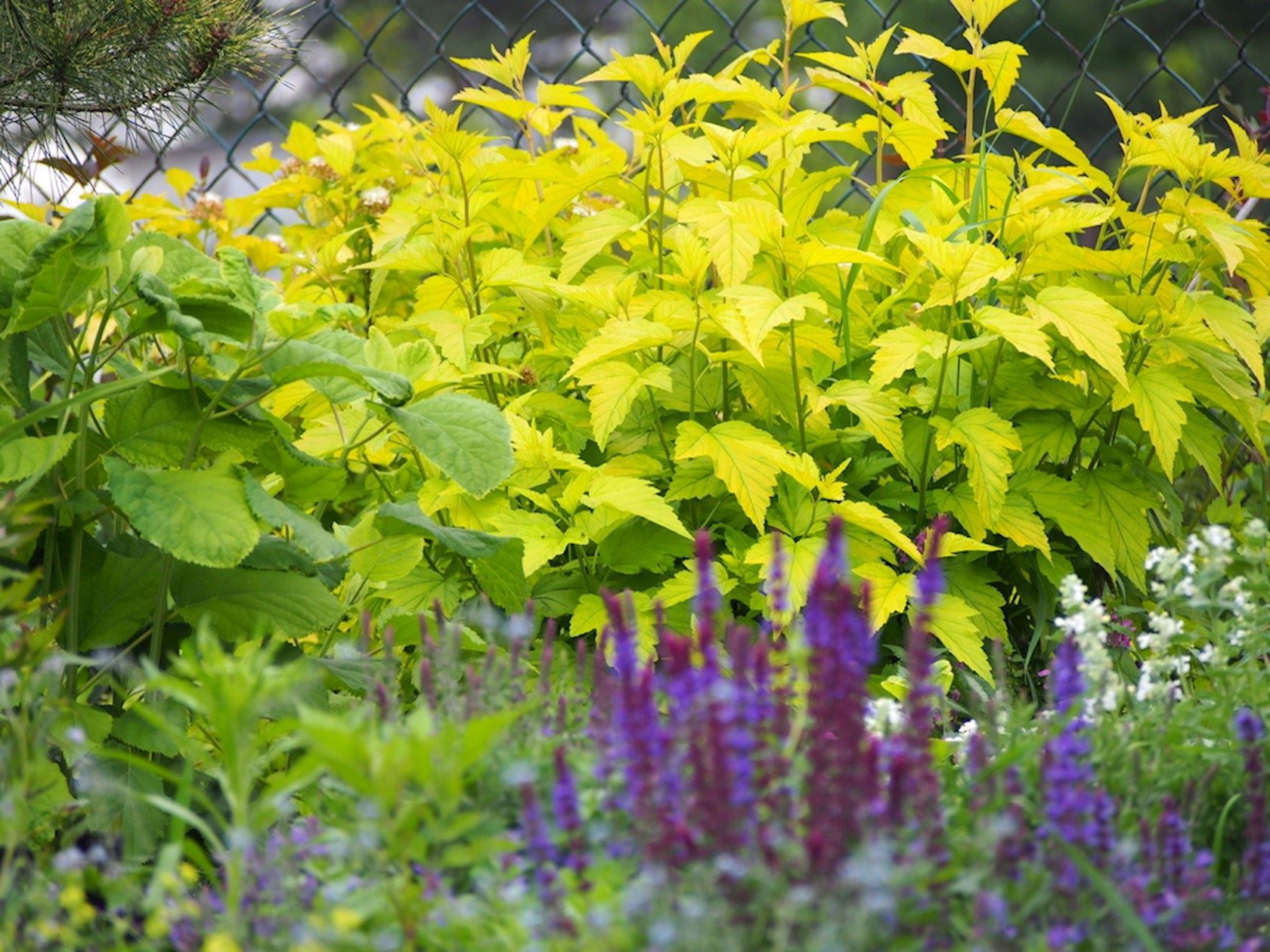 Plantenfiche-Physocarpus-opulifolius-Luteus-