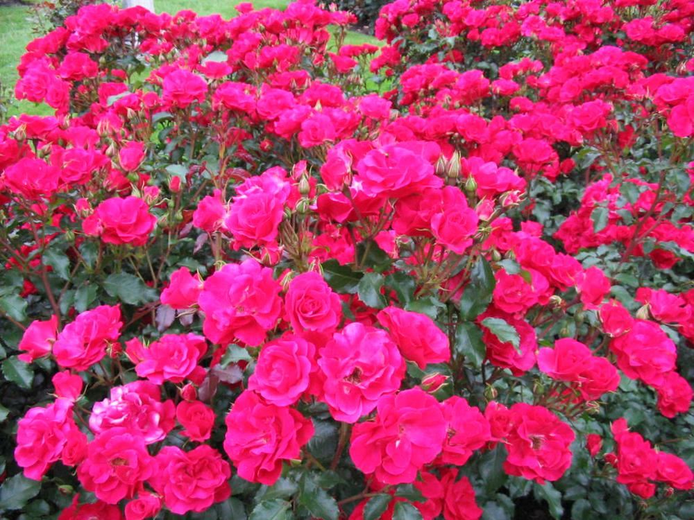 Plantenfiche-Rosa-Korvillade-Rotilia-