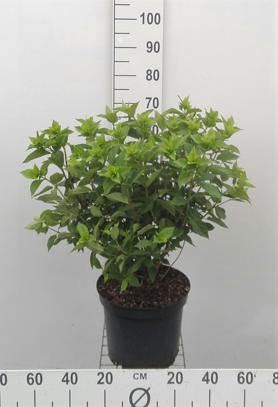 Hydrangea paniculata 'Jane' (Little Lime) - pot 10L - 50-60 cm