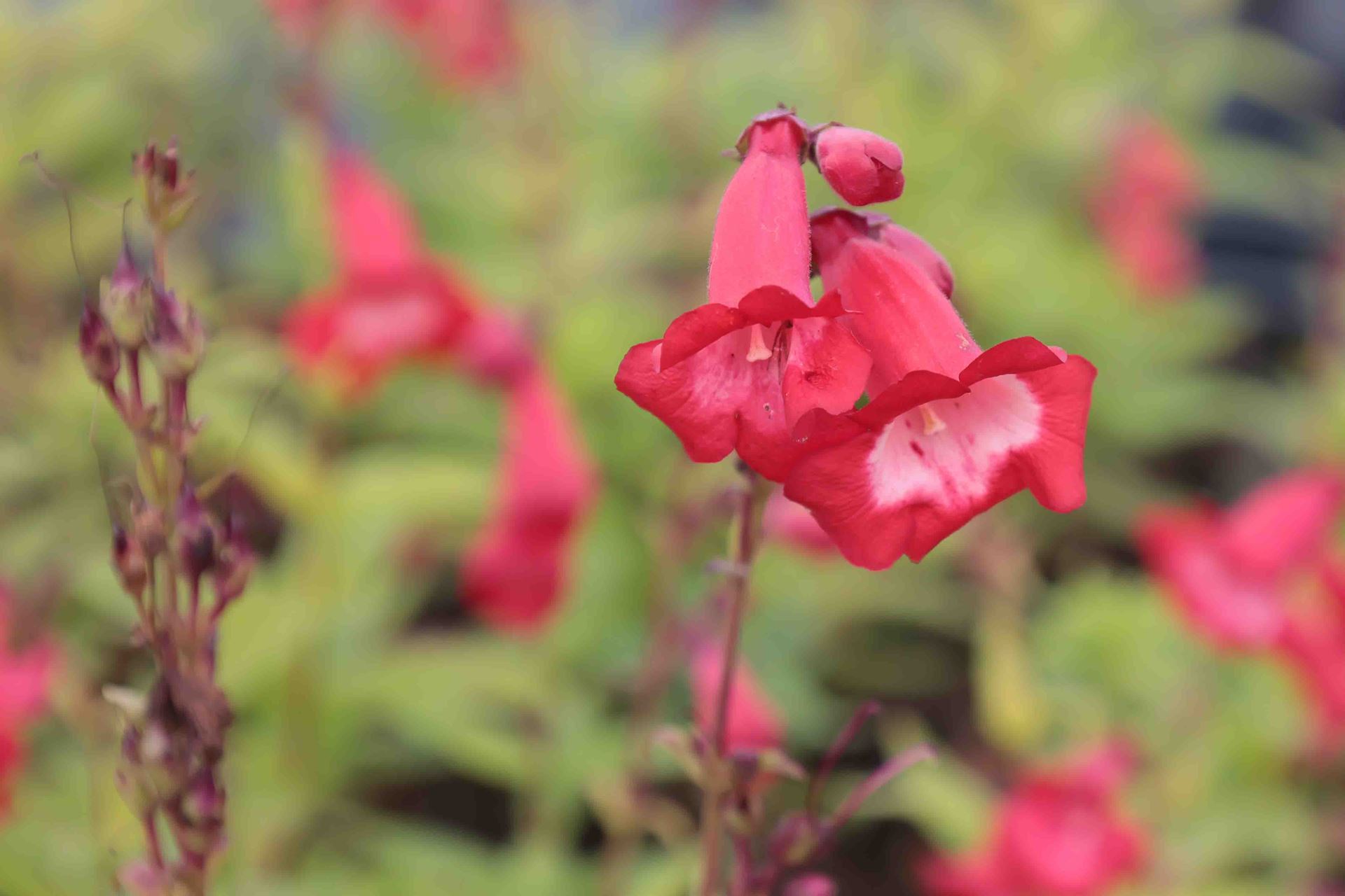 Penstemon 'Rubicunda' - pot 9x9 cm