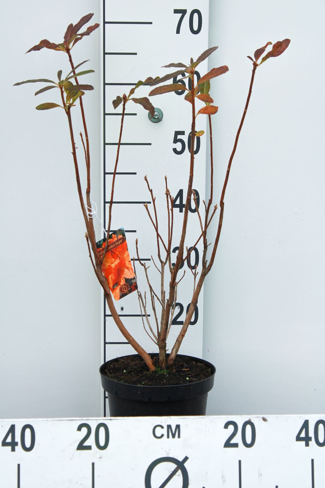 Azalea knaphill - oranje - pot - 40-50 cm