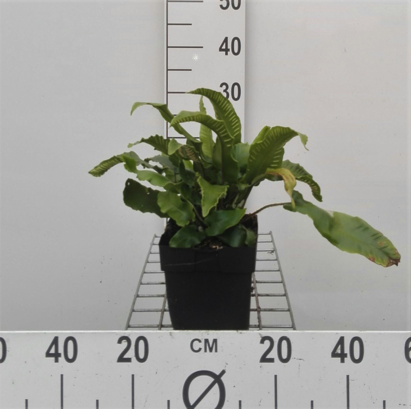 Asplenium scolopendrium - pot 2L