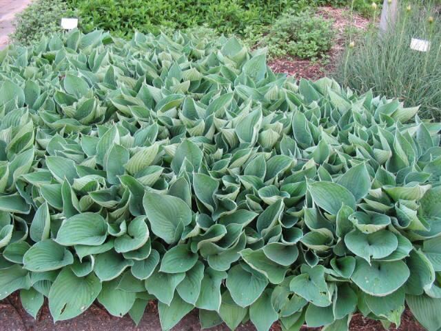 Plantenfiche-Hosta-Fortunei-Hyacinthina-