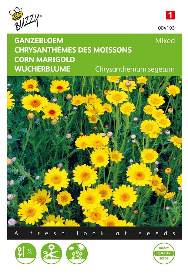 Buzzy-Chrysanthemum-Ganzebloem-gele-tinten-gemengd