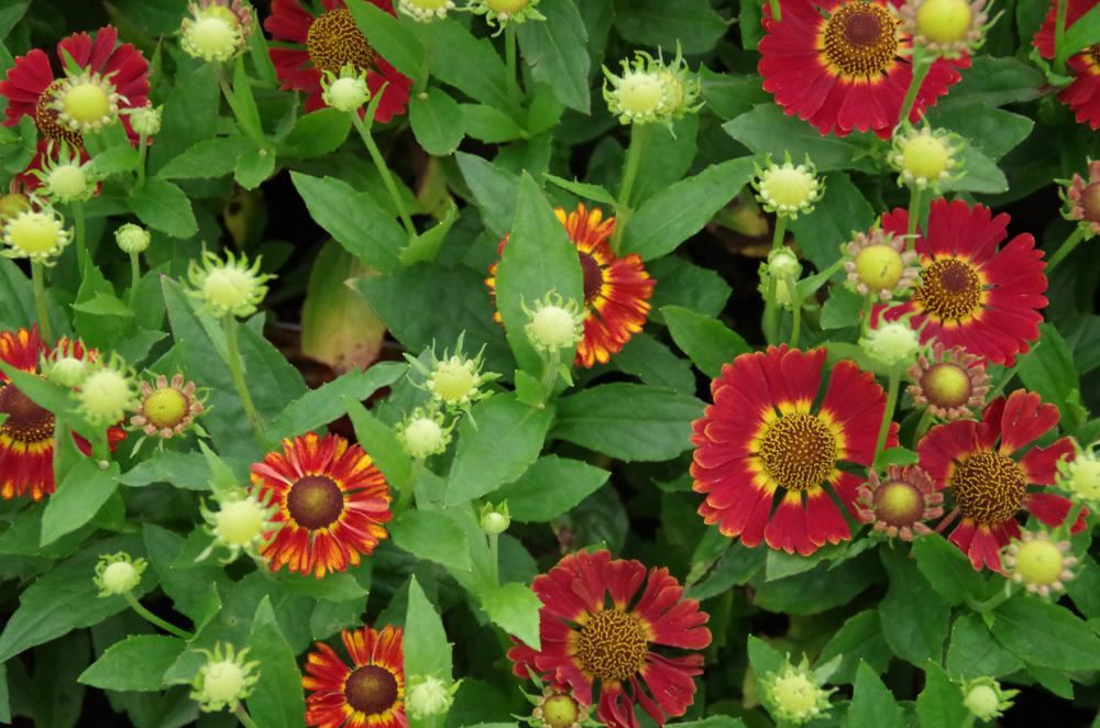 Plantenfiche-Helenium-Siesta-