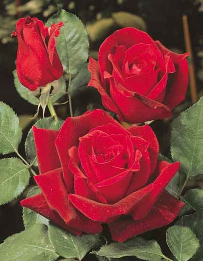 Rosa 'Meicesar' (Papa Meilland) - pot