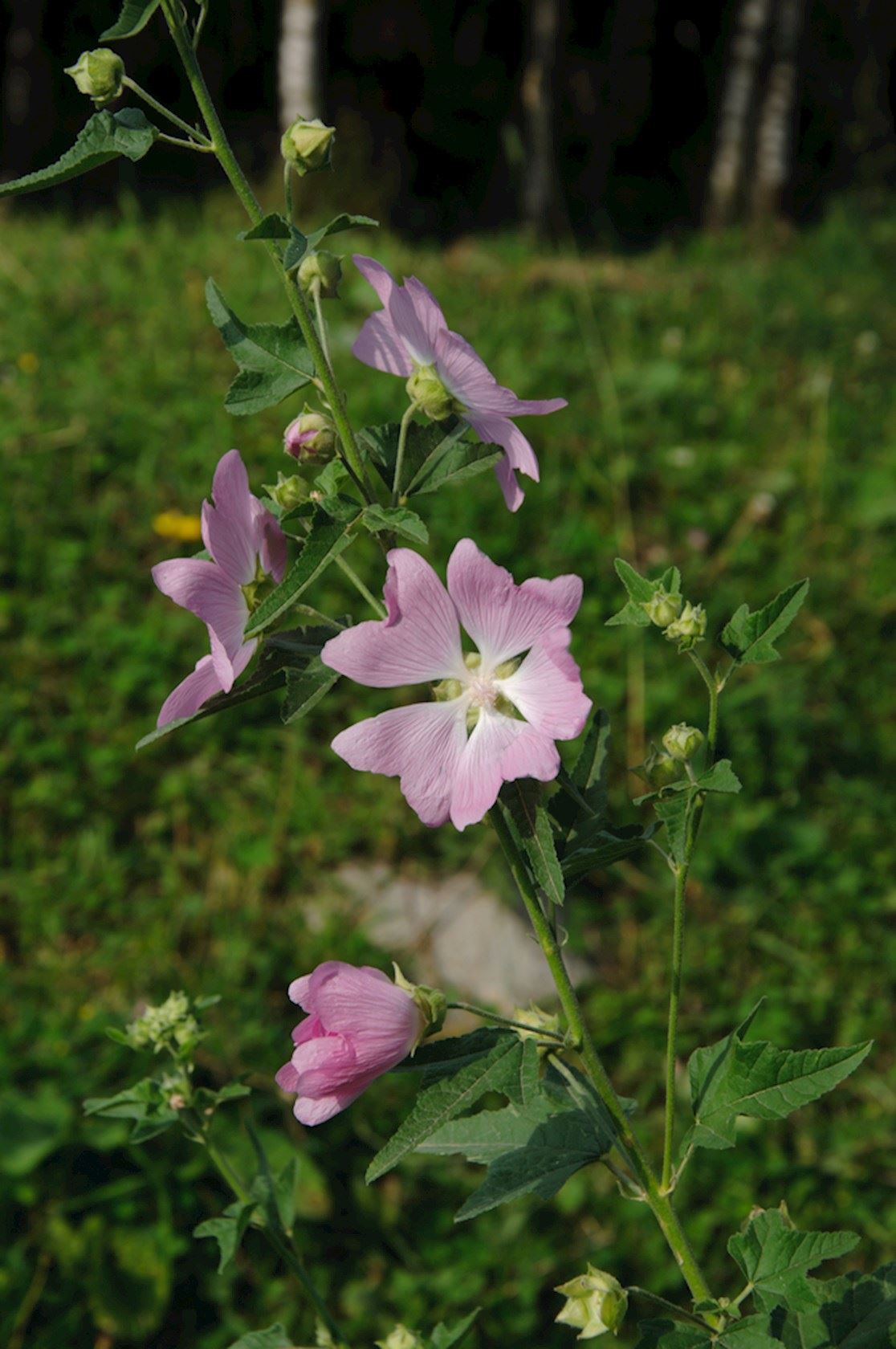 Plantenfiche-Malva-moschata-Rosea-