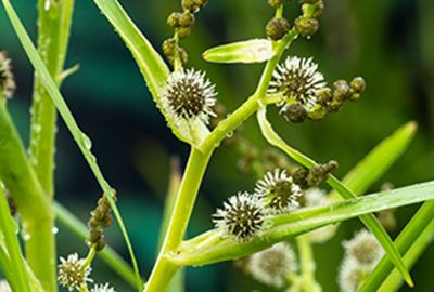Sparganium erectum - Biopot ø7 cm