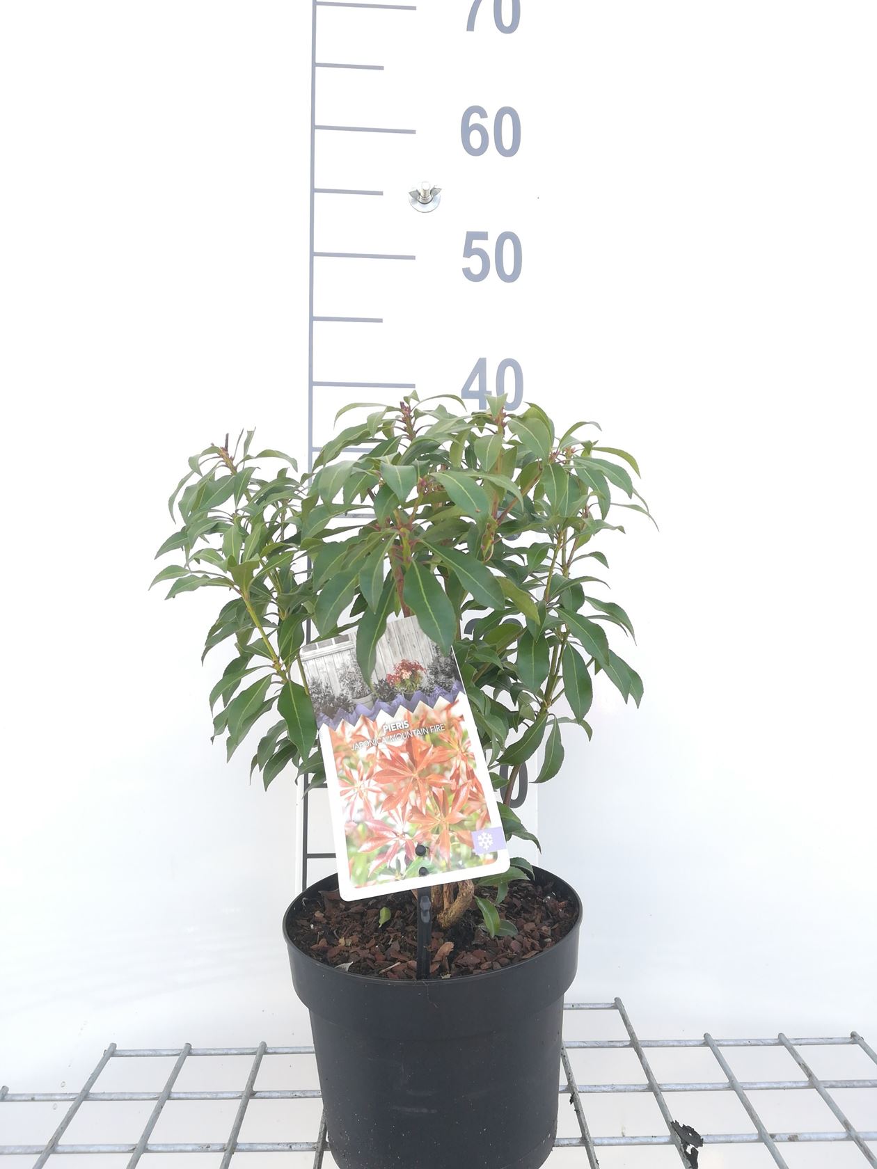 Pieris japonica 'Mountain Fire' - pot 2L - 20-30 cm