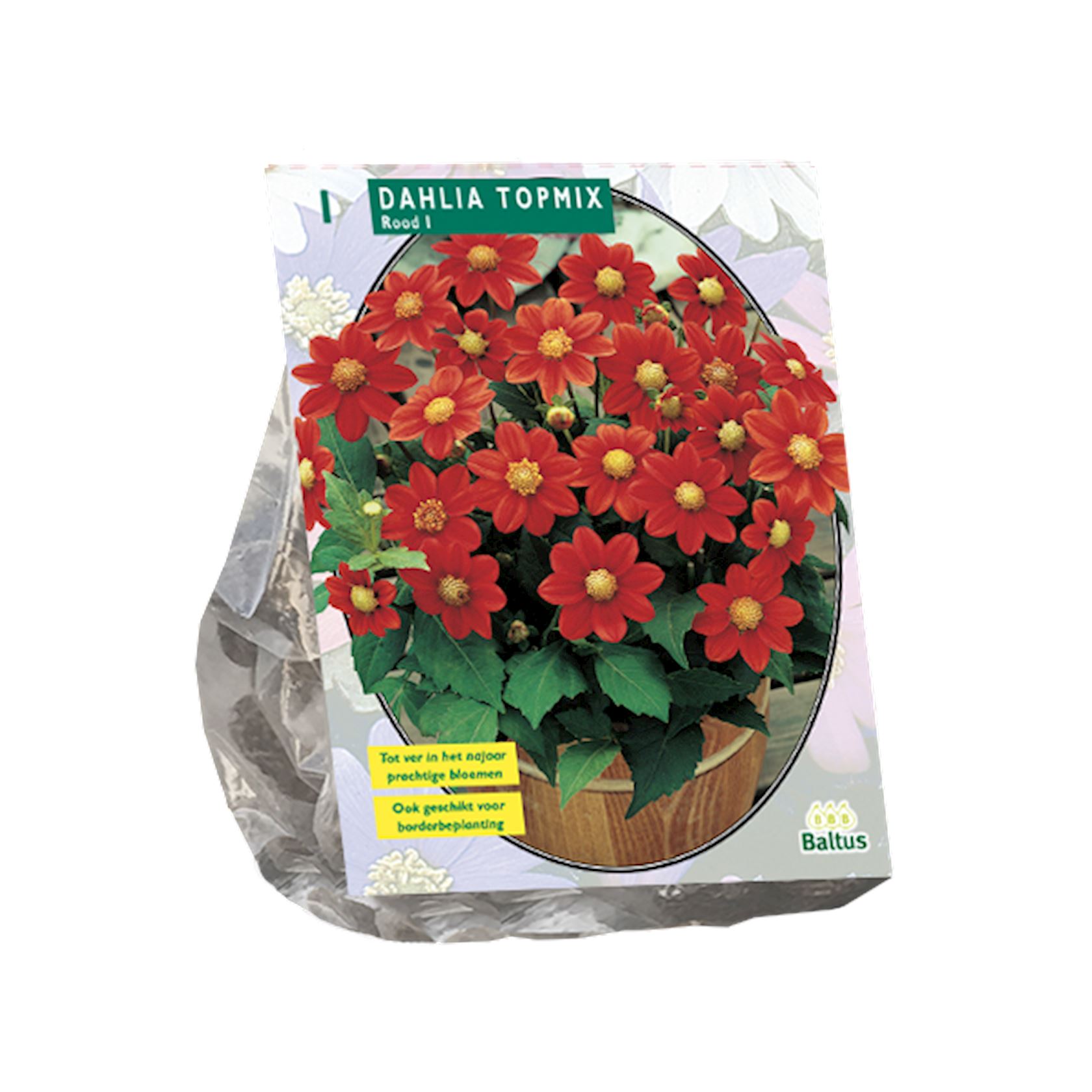 dahlia-topmix-rood-per-1