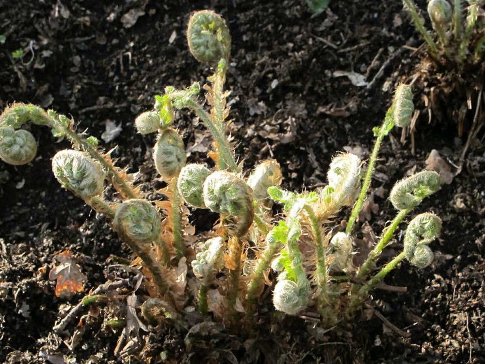 Plantenfiche-Polystichum-braunii