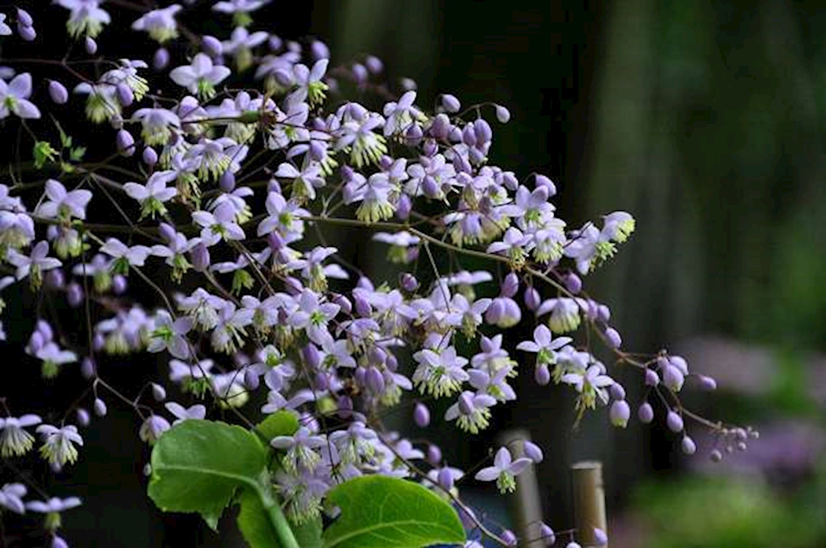 Plantenfiche-Thalictrum-delavayi