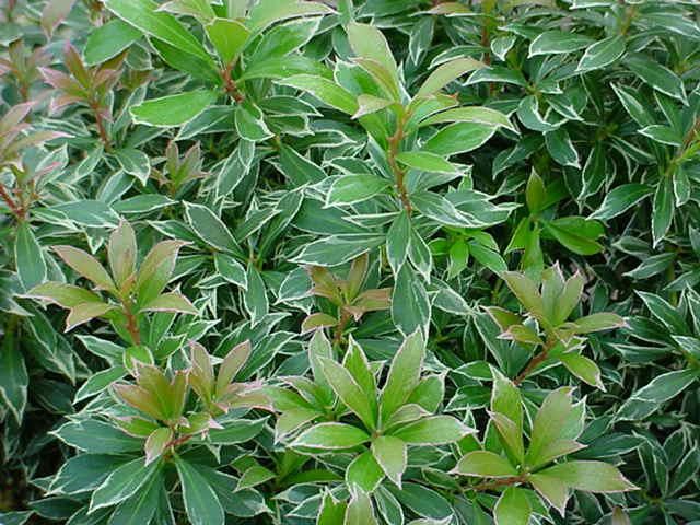 Plantenfiche-Pieris-japonica-Little-Heath-