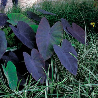 Colocasia-esculenta-Black-Magic-P9-cm