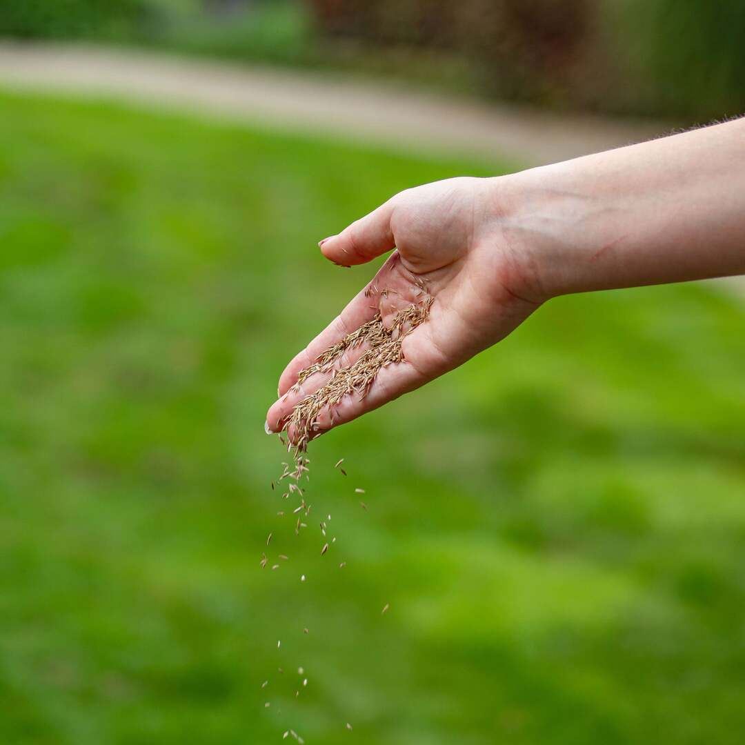 Graszaad-Inzaai-1-kg