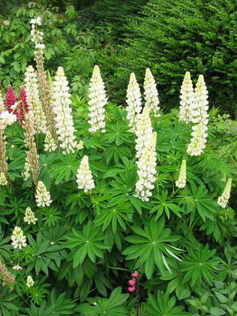 Plantenfiche-Lupinus-Noble-Maiden-