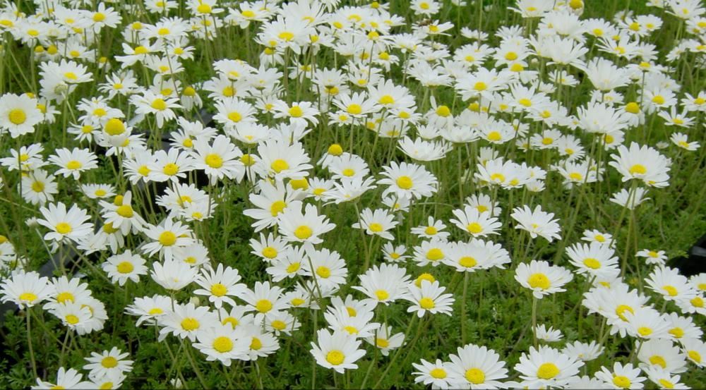 Plantenfiche-Anthemis-carpatica-Karpatenschnee-Schubkamille-